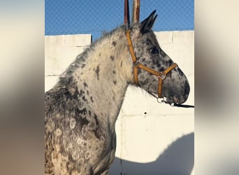 Appaloosa Croisé, Étalon, 1 Année, 168 cm