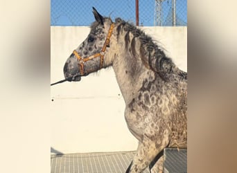 Appaloosa Croisé, Étalon, 1 Année, 168 cm
