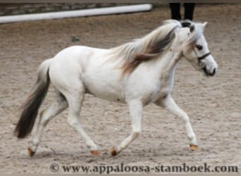 Appaloosa, Étalon, 1 Année, 86 cm, Léopard