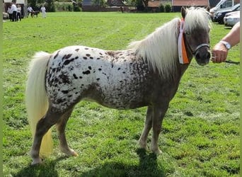 Appaloosa, Étalon, 1 Année, 86 cm, Léopard