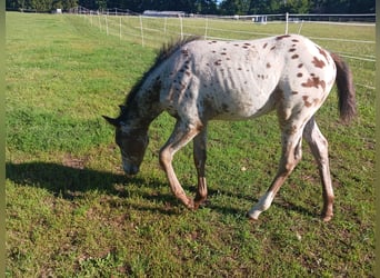 Appaloosa, Étalon, 1 Année, Blanc