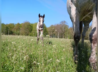 Appaloosa, Étalon, 1 Année, Blanc