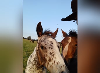 Appaloosa, Étalon, 1 Année, Blanc