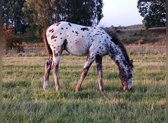 Appaloosa, Étalon, 1 Année, Blanc