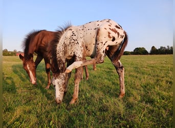 Appaloosa, Étalon, 1 Année, Blanc