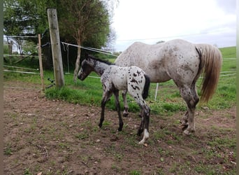 Appaloosa, Étalon, 1 Année, Blanc