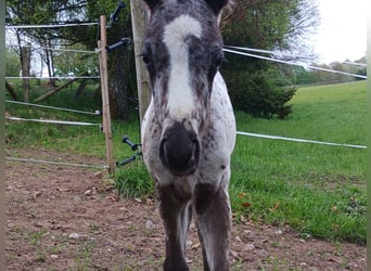 Appaloosa, Étalon, 1 Année, Blanc