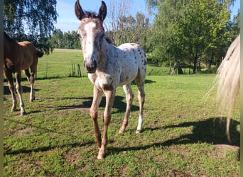 Appaloosa, Étalon, 1 Année, Blanc