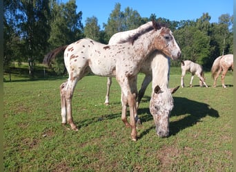 Appaloosa, Étalon, 1 Année, Blanc