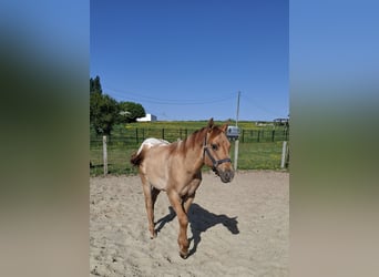 Appaloosa, Étalon, 1 Année, Isabelle
