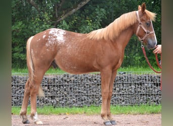 Appaloosa Croisé, Étalon, 2 Ans, 145 cm, Alezan