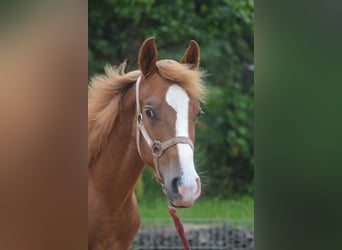 Appaloosa Croisé, Étalon, 2 Ans, 145 cm, Alezan