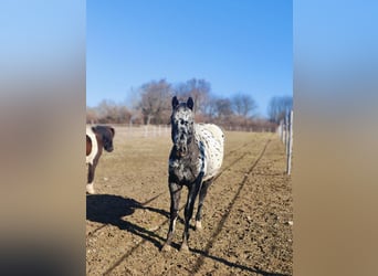 Appaloosa, Étalon, 2 Ans, 145 cm, Léopard