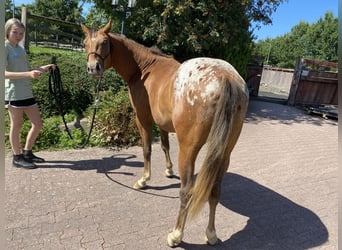 Appaloosa, Étalon, 2 Ans, 152 cm, Alezan brûlé