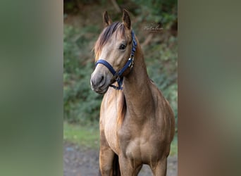 Appaloosa, Étalon, 2 Ans, 152 cm, Buckskin