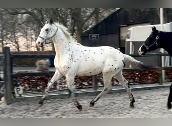 Appaloosa, Étalon, 2 Ans, 170 cm, Léopard