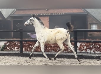 Appaloosa, Étalon, 2 Ans, 170 cm, Léopard