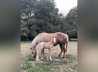 Appaloosa, Étalon, 2 Ans