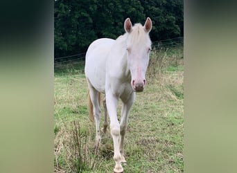 Appaloosa, Étalon, 3 Ans, 149 cm, Cremello