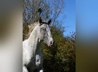 Appaloosa, Étalon, 3 Ans, 154 cm, Léopard
