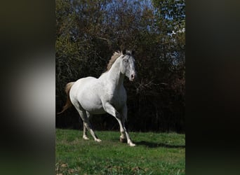 Appaloosa, Étalon, 3 Ans, 154 cm, Léopard