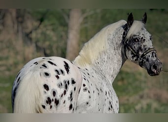 Appaloosa Croisé, Étalon, 3 Ans, 161 cm, Léopard