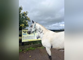 Appaloosa, Étalon, 3 Ans, 163 cm, Blanc