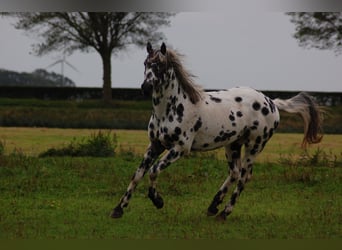 Appaloosa, Étalon, 3 Ans, 163 cm, Léopard