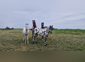 Appaloosa, Étalon, 3 Ans, 163 cm, Léopard