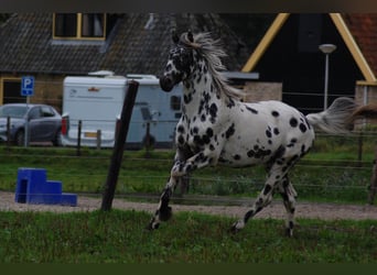 Appaloosa, Étalon, 3 Ans, 163 cm, Léopard