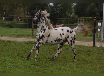 Appaloosa, Étalon, 3 Ans, 163 cm, Léopard