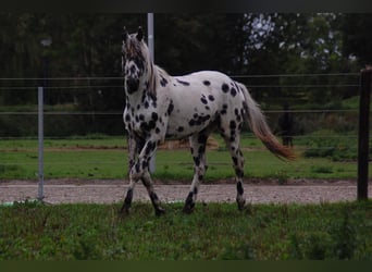 Appaloosa, Étalon, 3 Ans, 163 cm, Léopard