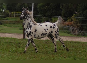 Appaloosa, Étalon, 3 Ans, 163 cm, Léopard