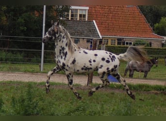 Appaloosa, Étalon, 3 Ans, 163 cm, Léopard