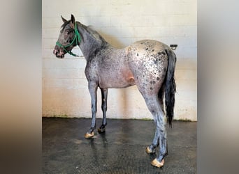 Appaloosa, Étalon, 4 Ans, 155 cm, Léopard