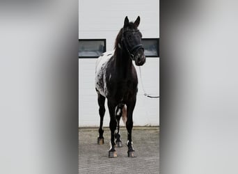 Appaloosa, Étalon, 4 Ans, 157 cm, Léopard