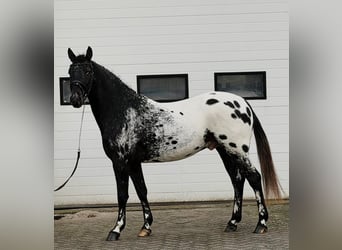 Appaloosa, Étalon, 4 Ans, 157 cm, Léopard