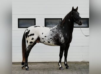 Appaloosa, Étalon, 4 Ans, 157 cm, Léopard