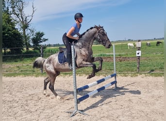 Appaloosa, Étalon, 4 Ans, 163 cm, Léopard