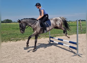 Appaloosa, Étalon, 4 Ans, 163 cm, Léopard