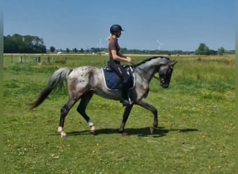 Appaloosa, Étalon, 4 Ans, 163 cm, Léopard