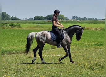 Appaloosa, Étalon, 4 Ans, 163 cm, Léopard