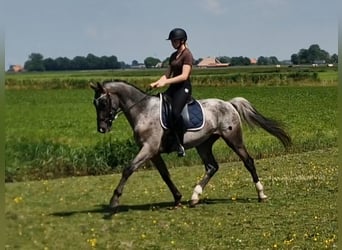 Appaloosa, Étalon, 4 Ans, 163 cm, Léopard