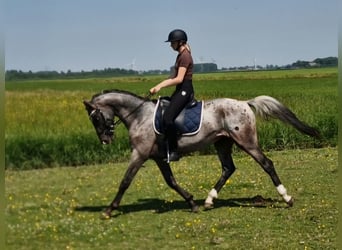 Appaloosa, Étalon, 4 Ans, 163 cm, Léopard