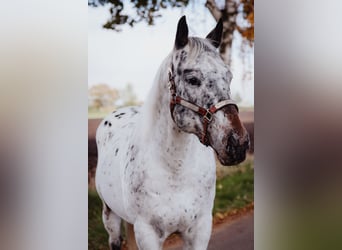 Appaloosa, Étalon, 5 Ans, 153 cm, Léopard