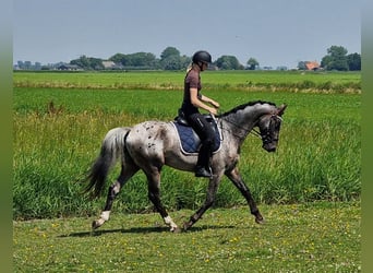 Appaloosa, Étalon, 5 Ans, 163 cm, Léopard