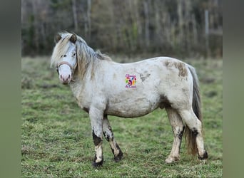 Appaloosa, Étalon, 6 Ans, 117 cm, Léopard