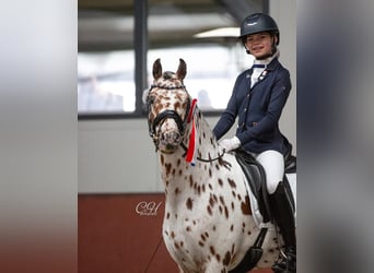 Appaloosa, Étalon, 6 Ans, 143 cm, Léopard