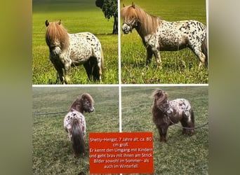 Appaloosa, Étalon, 7 Ans, 80 cm, Léopard