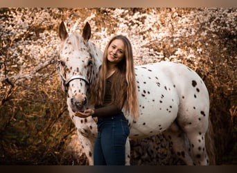 Appaloosa, Étalon, 14 Ans, 163 cm, Léopard